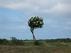 Schiermonnikoog: Image