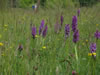 Schiermonnikoog: Image