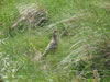 Schiermonnikoog: Image