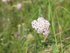 Schiermonnikoog: Image