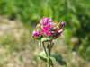 Schiermonnikoog: Image